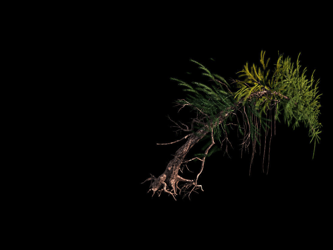branches-different scales-large fruit-spruce 02 3D model_1