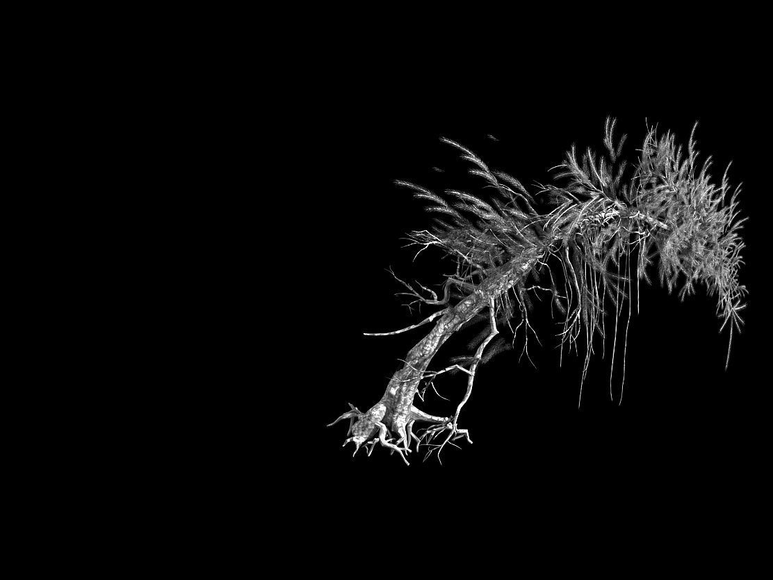 branches-different scales-large fruit-spruce 02 3D model_2