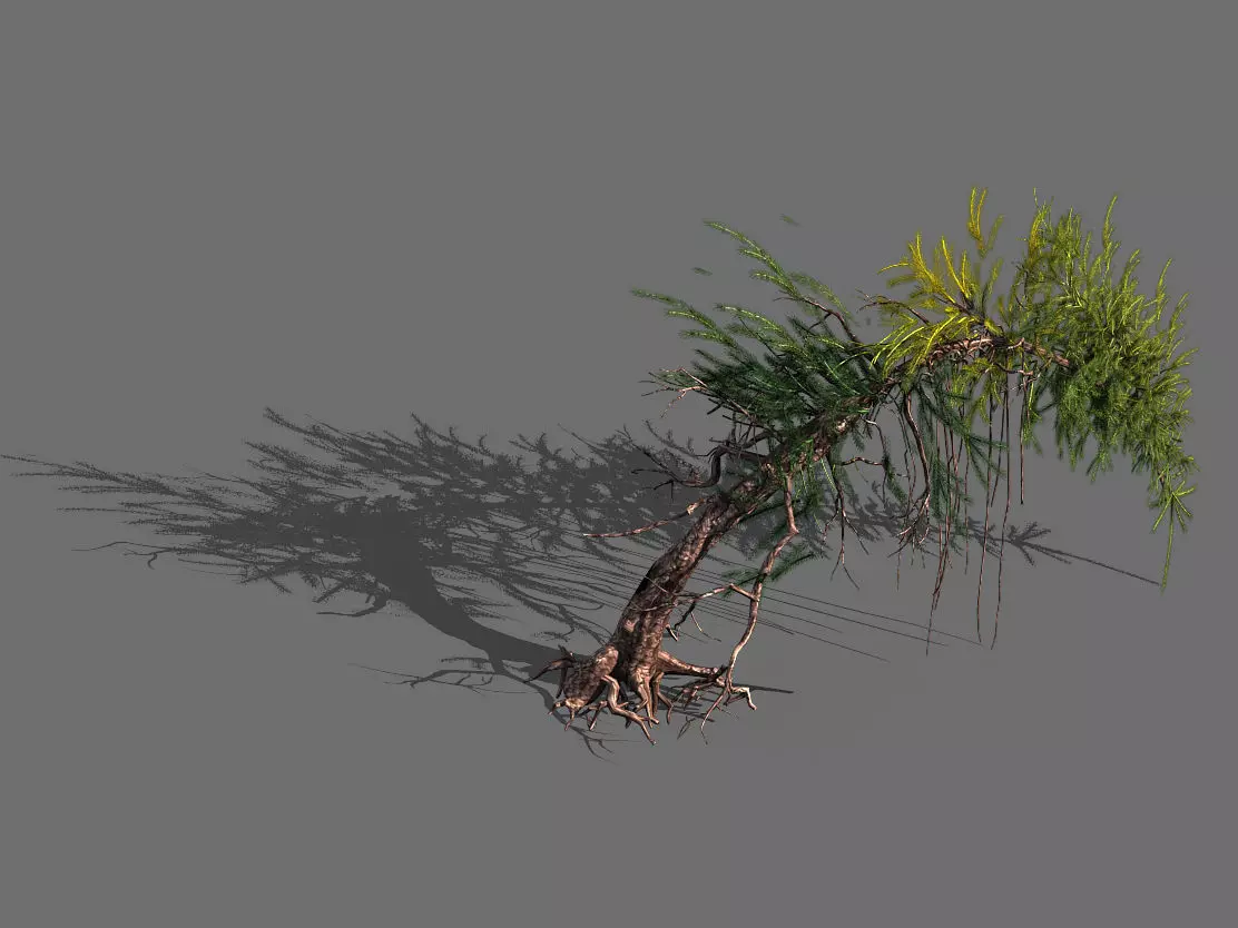 branches-different scales-large fruit-spruce 02 3D model_0