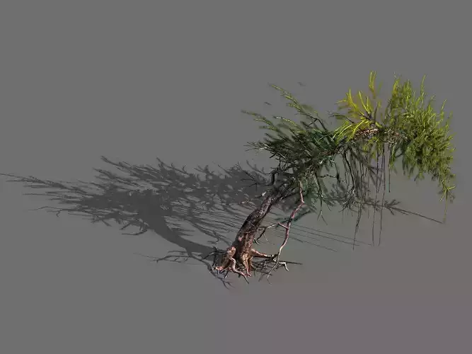 branches-different scales-large fruit-spruce 02