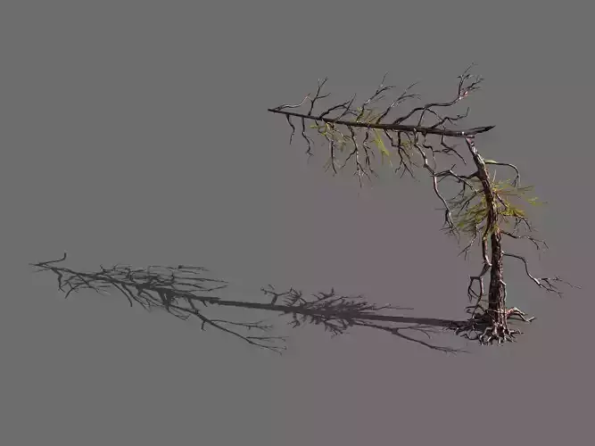 branches-different scales-large fruit-spruce 05