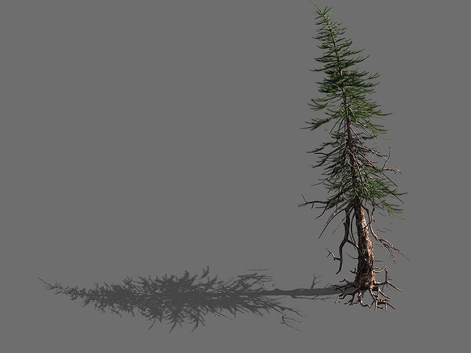 branches-different scales-large fruit-spruce 06 3D model