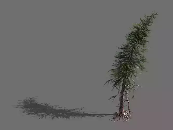 branches-different scales-large fruit-spruce 07