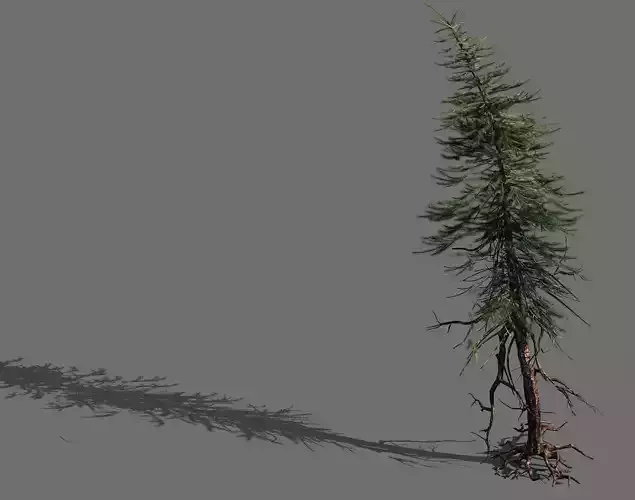 branches-different scales-large fruit-spruce 08