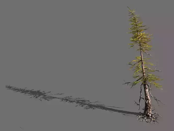 branches-different scales-large fruit-spruce 09