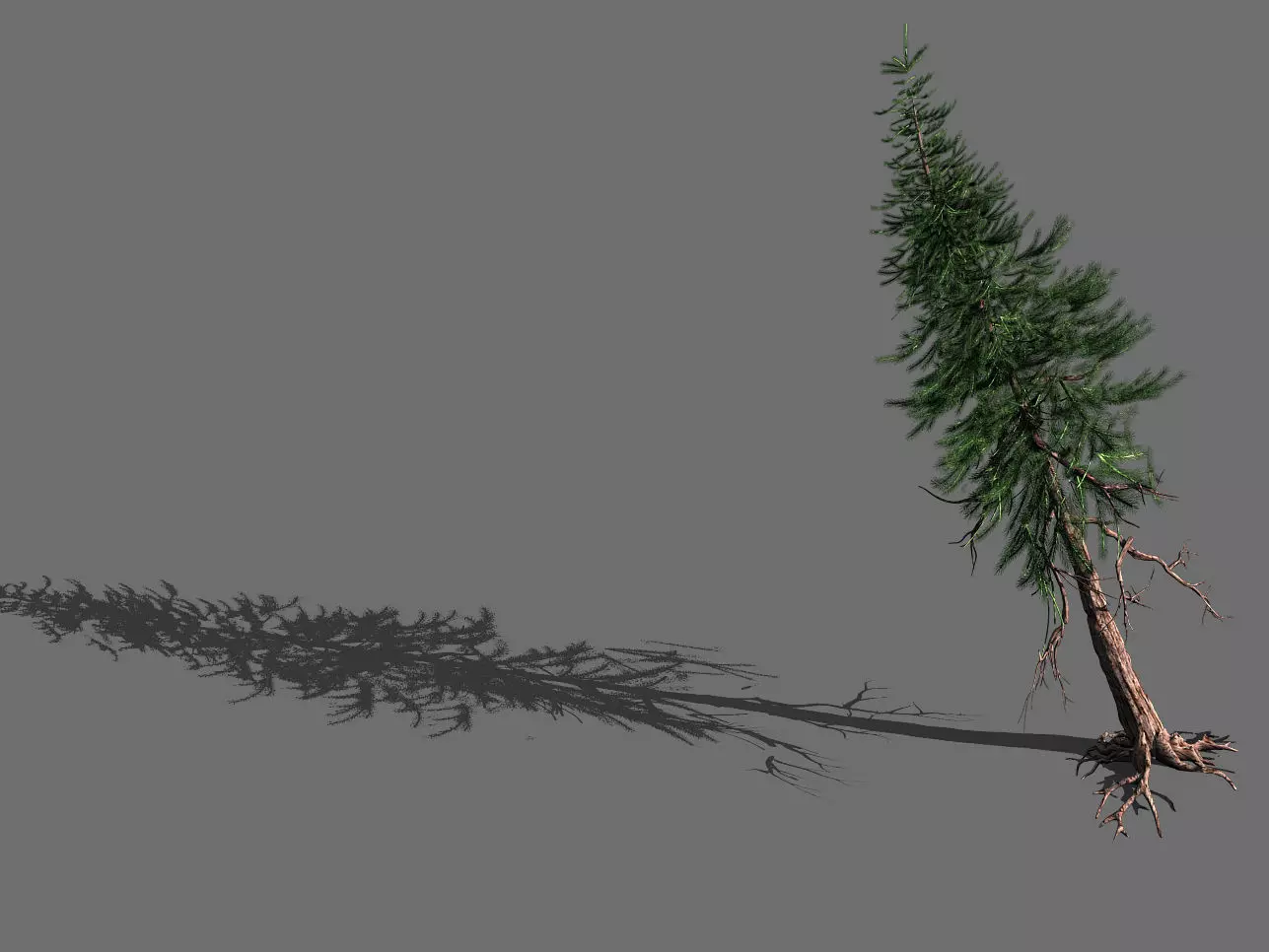 branches-different scales-large fruit-spruce 11 3D model_0