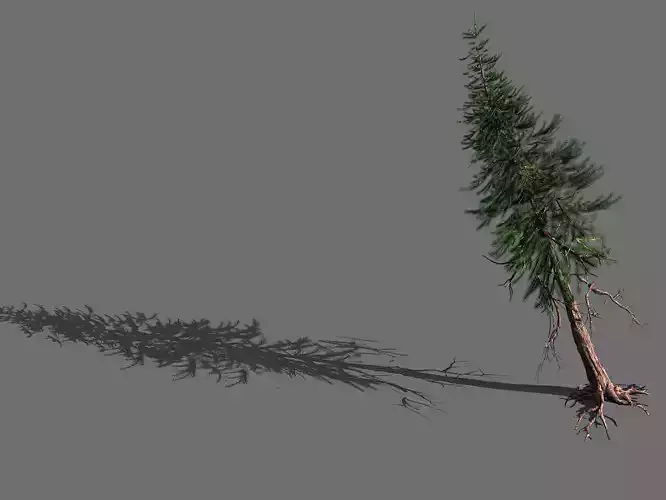 branches-different scales-large fruit-spruce 11