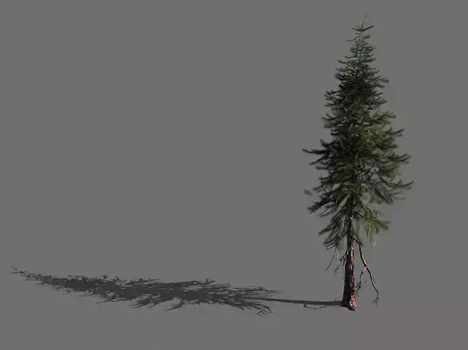 branches-different scales-large fruit-spruce 12