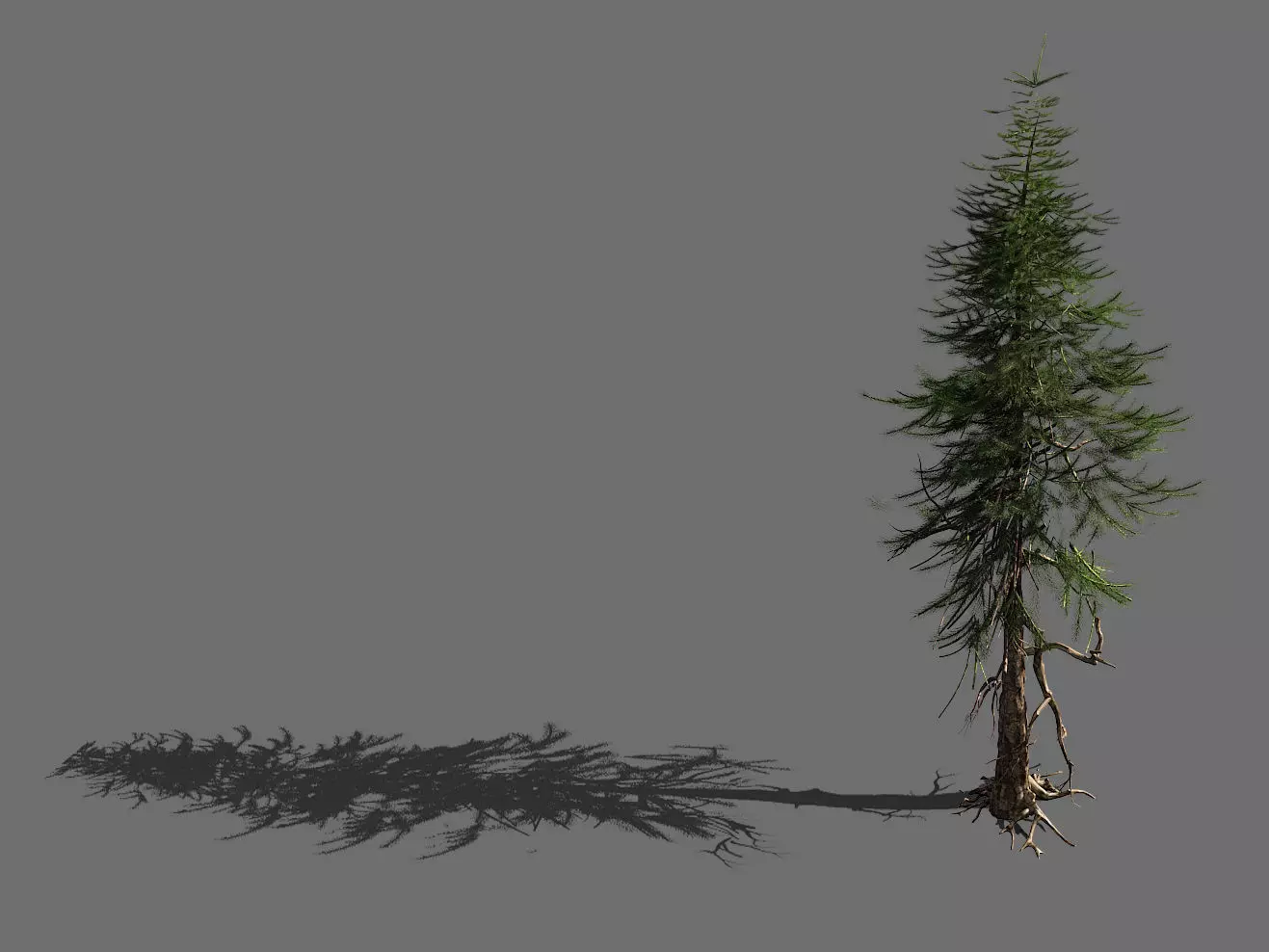 branches-different scales-large fruit-spruce 13 3D model_0