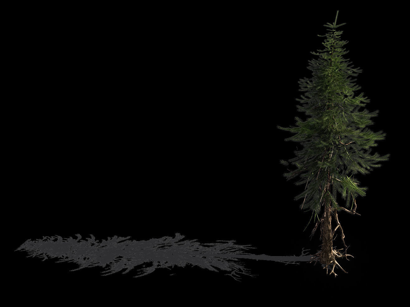 branches-different scales-large fruit-spruce 13 3D model_1