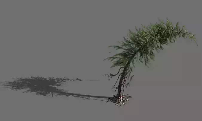 branches-different scales-large fruit-spruce 14