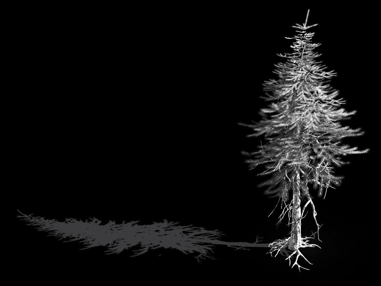 branches-different scales-large fruit-spruce 15 3D model_2