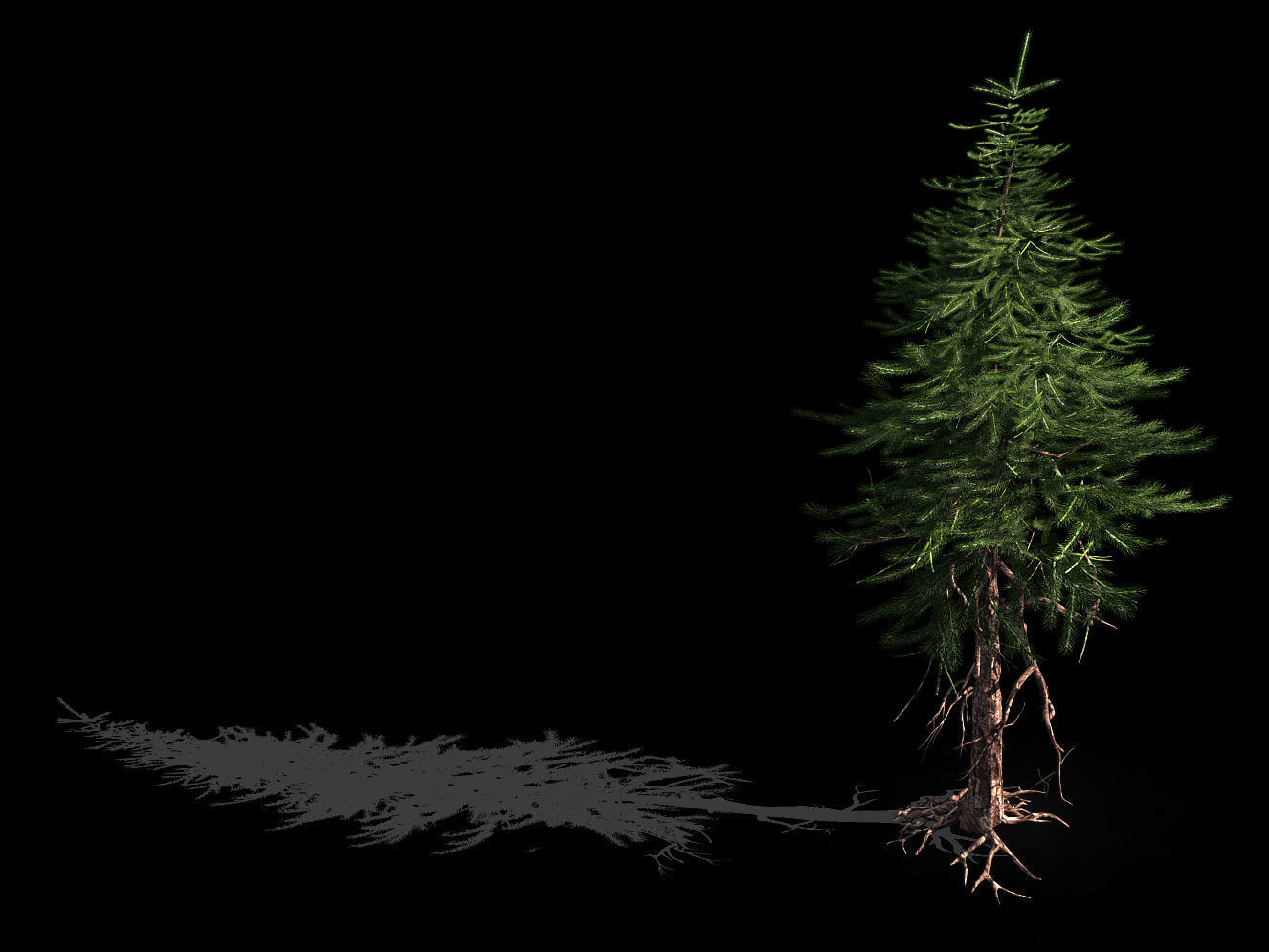 branches-different scales-large fruit-spruce 15 3D model_1