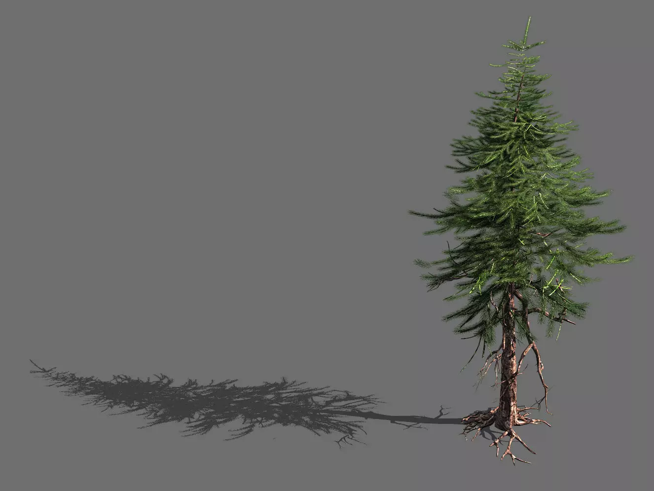 branches-different scales-large fruit-spruce 15 3D model_0