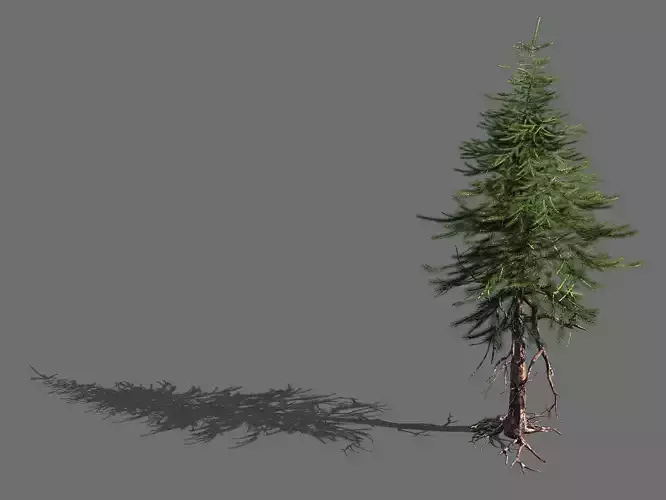 branches-different scales-large fruit-spruce 15 3D model