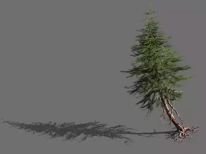 branches-different scales-large fruit-spruce 16