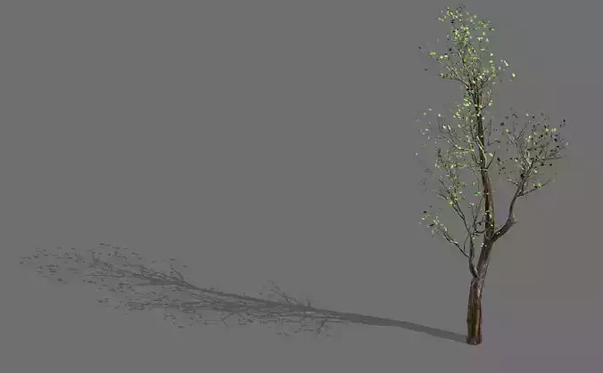 Big tree-plant-wood 02