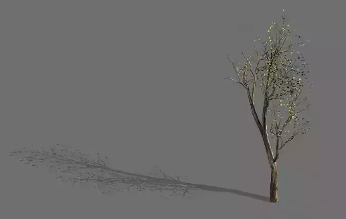 Big Tree-Plant-Wood 05