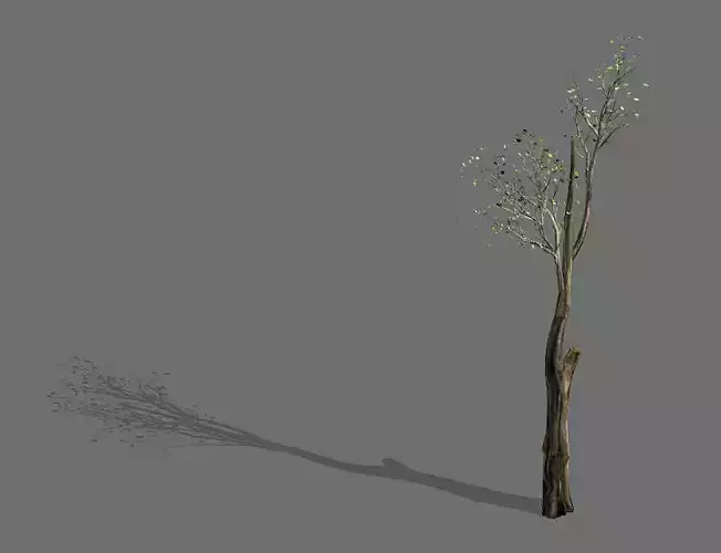 Big tree-plant-wood 012