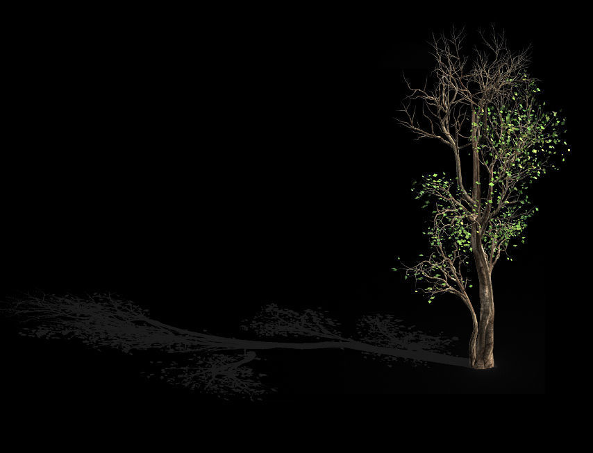 Big Tree-Plant-Wood 014 3D model_1