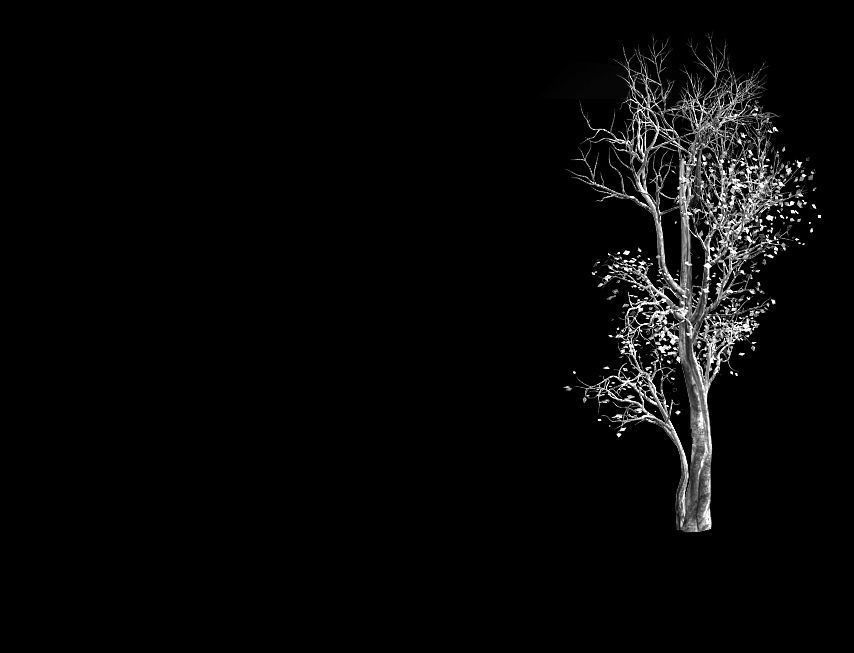 Big Tree-Plant-Wood 014 3D model_2