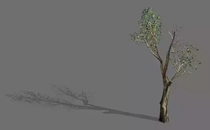 Big Tree-Plant-Wood 032