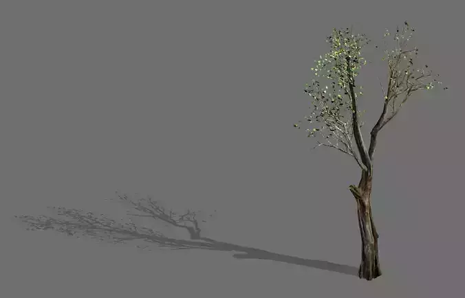 Big tree-plant-wood 045