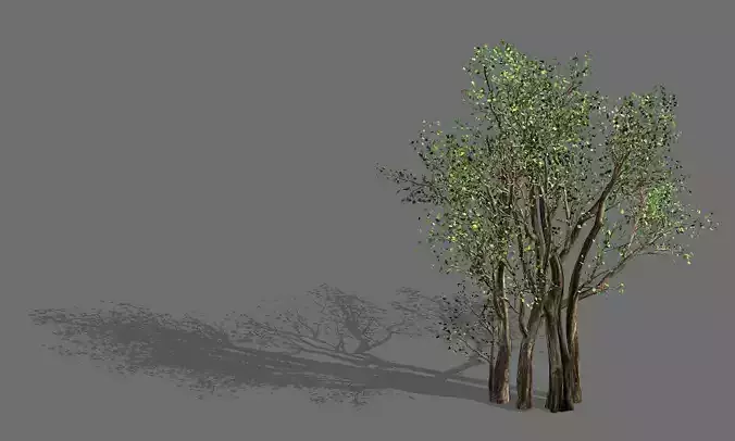 Big tree-plant-wood 056