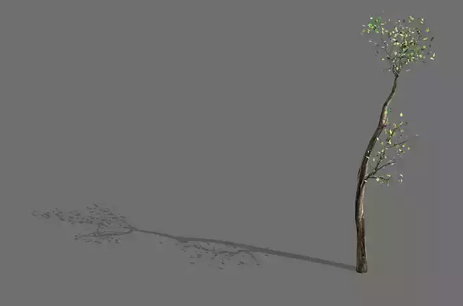 Big Tree-Plant-Wood 065