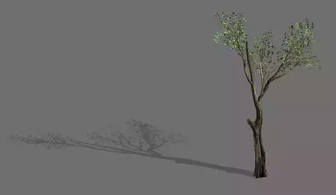 Big tree-plant-wood 075