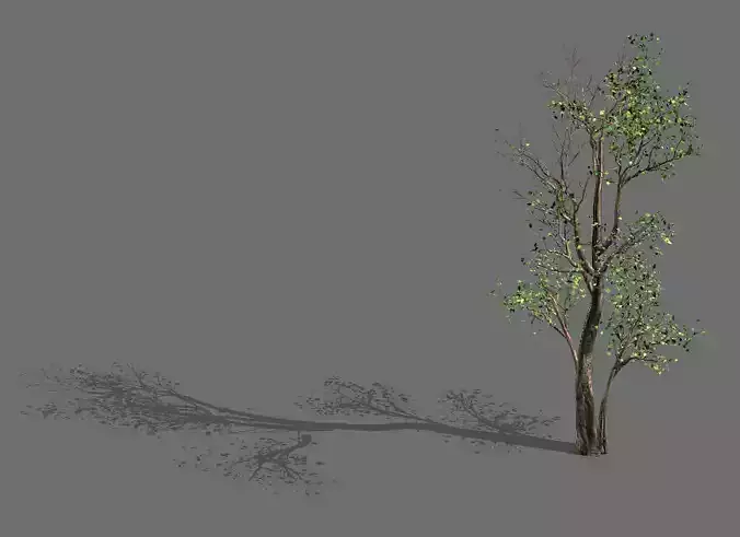 Big Tree-Plant-Wood 087