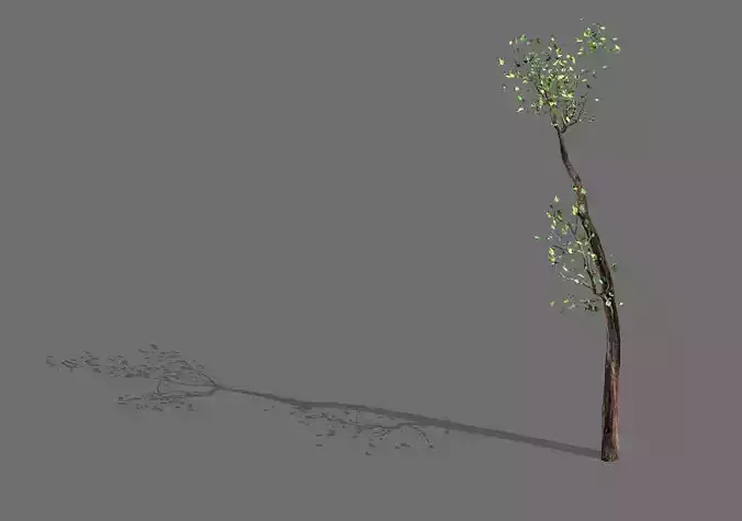 Big Tree-Plant-Wood 098