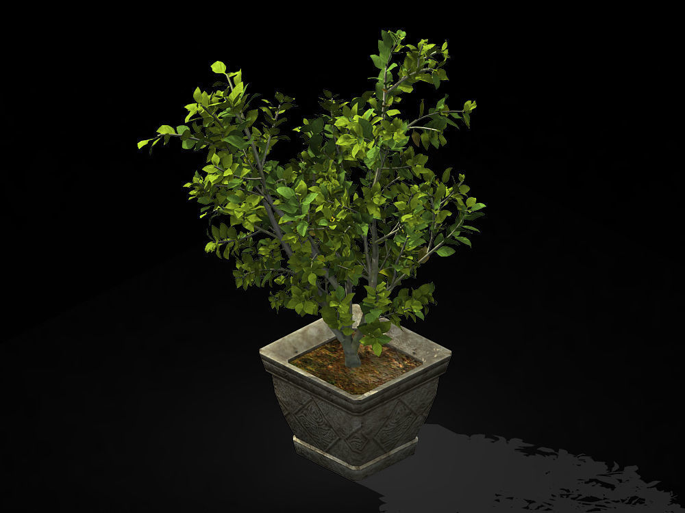 Datang-South-Bonsai 25 3D model_1