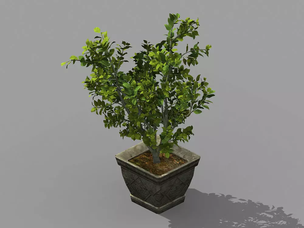 Datang-South-Bonsai 25 3D model_0
