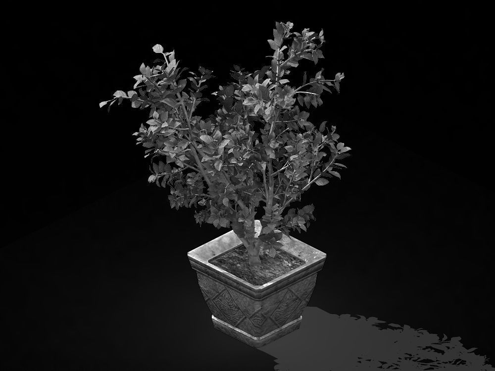 Datang-South-Bonsai 25 3D model_2