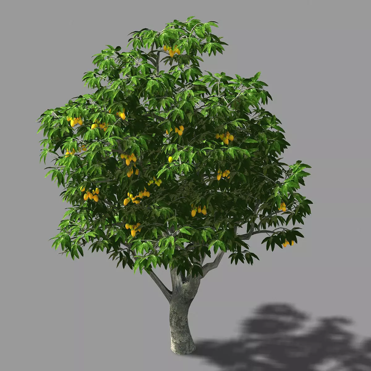 Mango Tree Model Lilac Garden-Mango Tree 01 3D model | CGTrader