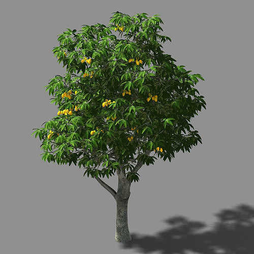 Mango Tree Model Lilac Garden-Mango Tree 02 3D model | CGTrader