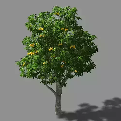 Lilac Garden-Mango Tree 02