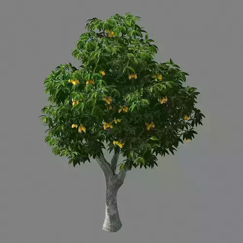 Lilac Garden-Mango Tree 03