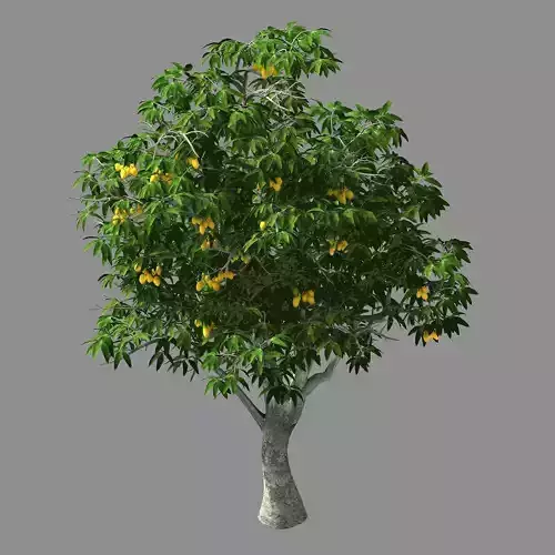 Lilac Garden-Mango Tree 04