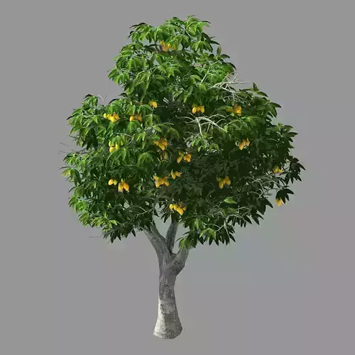 Lilac Garden-Mango Tree 05