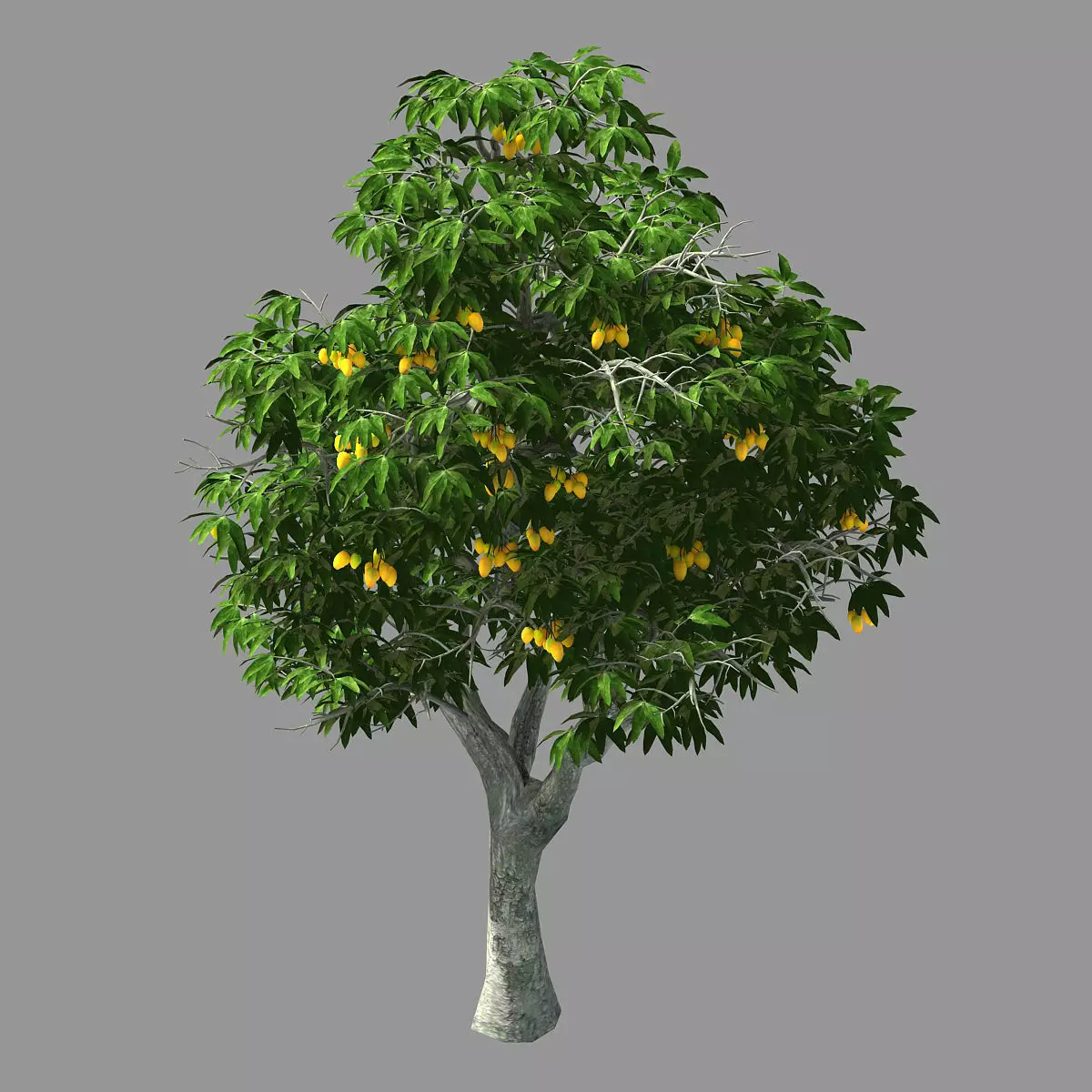 Mango Tree Model Lilac Garden-Mango Tree 05 3D model | CGTrader