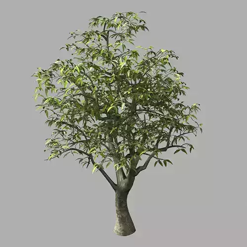 Lilac Garden-Mango Tree 06