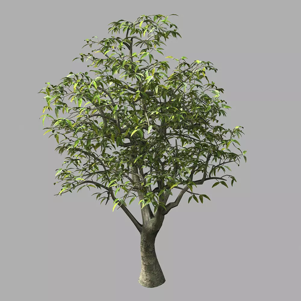 Lilac Garden-Mango Tree 06 3D model_0