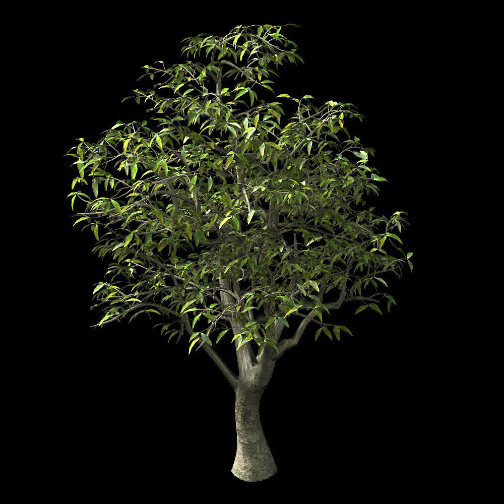 Lilac Garden-Mango Tree 06 3D model_1