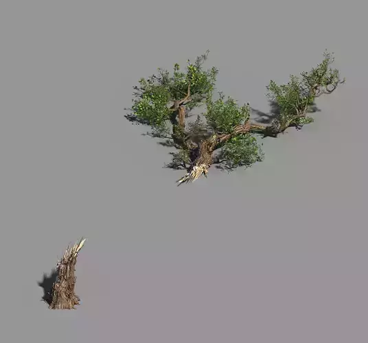 Broken Wood-Branch 02