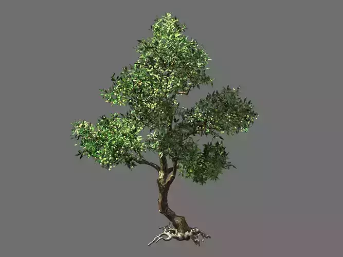 Osmanthus tree-shrub-vine-grass-fern-alga 1