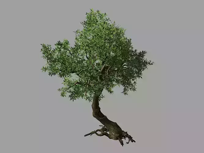 Osmanthus tree-shrub-vine-grass-fern-alga 12