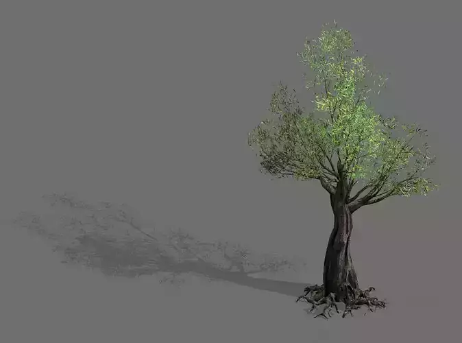 Salix-desert plant 13