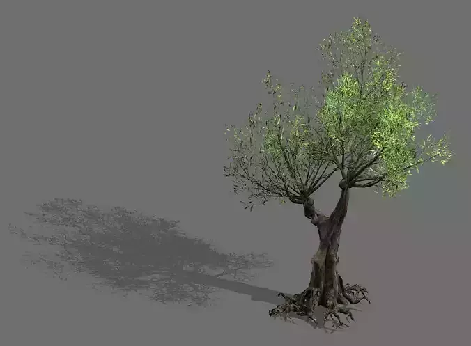 Salix-desert plant 14